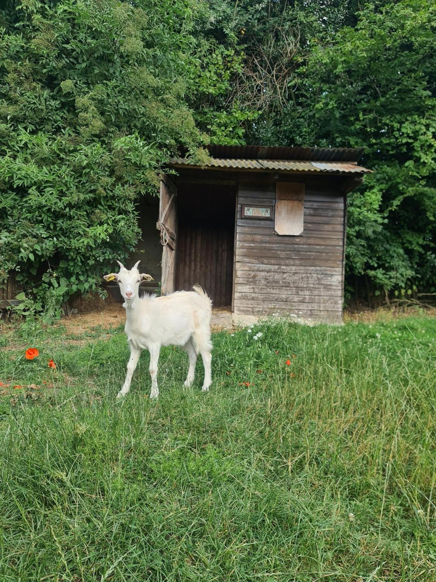 Chambre A La Ferme, Les Vergers Du Muscardin Breel Exterior photo